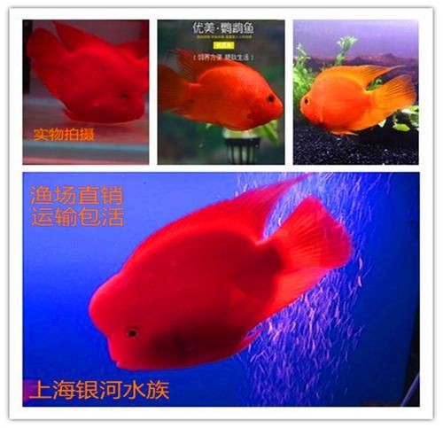觀賞元寶魚圖片價格大全【《觀賞元寶魚圖片價格大全》】 觀賞元寶魚圖片價格大全【《觀賞元寶魚圖片價格大全》】 龍魚論壇 第10張