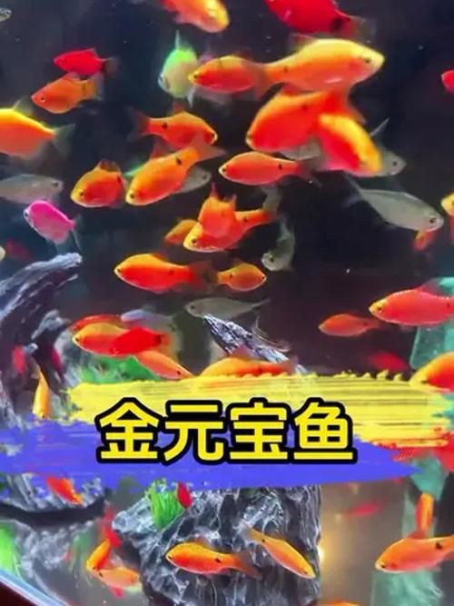 觀賞元寶魚圖片價格大全【《觀賞元寶魚圖片價格大全》】 觀賞元寶魚圖片價格大全【《觀賞元寶魚圖片價格大全》】 龍魚論壇 第11張