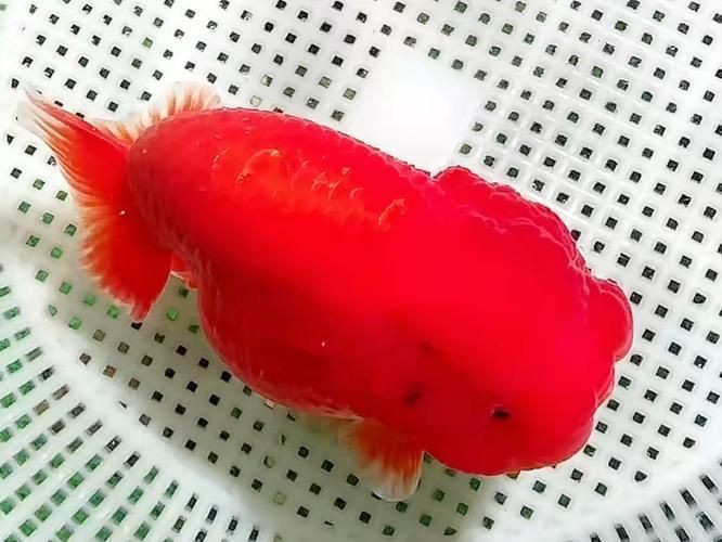 觀賞元寶魚圖片價格大全【《觀賞元寶魚圖片價格大全》】 觀賞元寶魚圖片價格大全【《觀賞元寶魚圖片價格大全》】 龍魚論壇 第12張