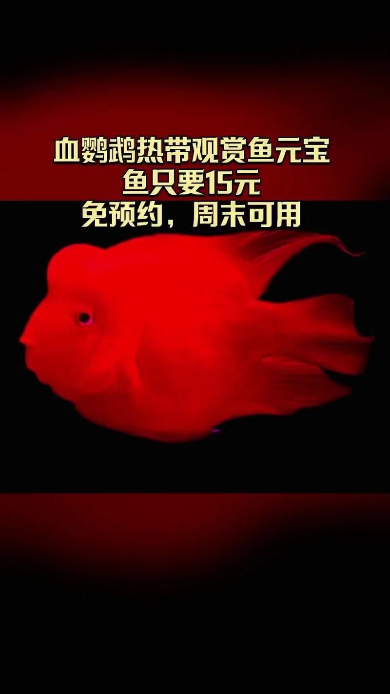 觀賞元寶魚圖片價格大全【《觀賞元寶魚圖片價格大全》】 觀賞元寶魚圖片價格大全【《觀賞元寶魚圖片價格大全》】 龍魚論壇 第18張