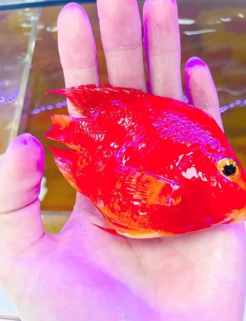 觀賞元寶魚圖片價格大全【《觀賞元寶魚圖片價格大全》】 觀賞元寶魚圖片價格大全【《觀賞元寶魚圖片價格大全》】 龍魚論壇 第17張