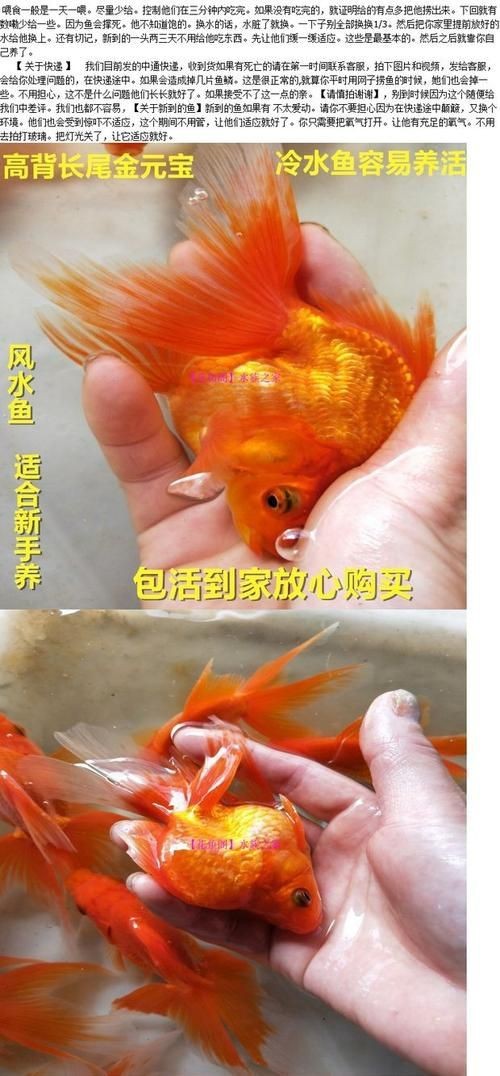 觀賞元寶魚圖片價格大全【《觀賞元寶魚圖片價格大全》】 觀賞元寶魚圖片價格大全【《觀賞元寶魚圖片價格大全》】 龍魚論壇 第20張