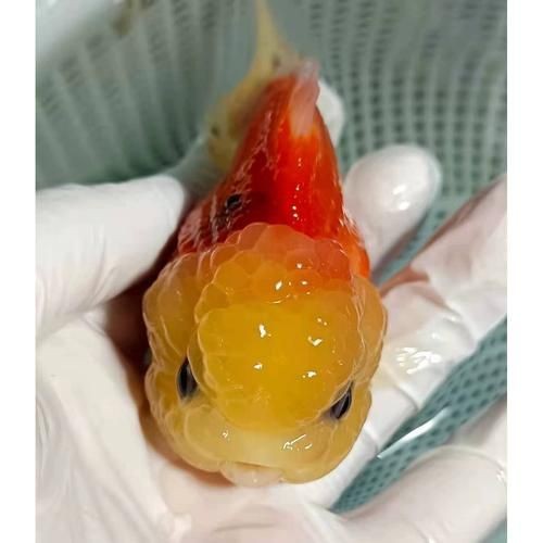 觀賞元寶魚圖片價格大全【《觀賞元寶魚圖片價格大全》】 觀賞元寶魚圖片價格大全【《觀賞元寶魚圖片價格大全》】 龍魚論壇 第27張