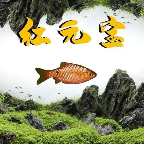 觀賞元寶魚圖片價格大全【《觀賞元寶魚圖片價格大全》】 觀賞元寶魚圖片價格大全【《觀賞元寶魚圖片價格大全》】 龍魚論壇 第22張