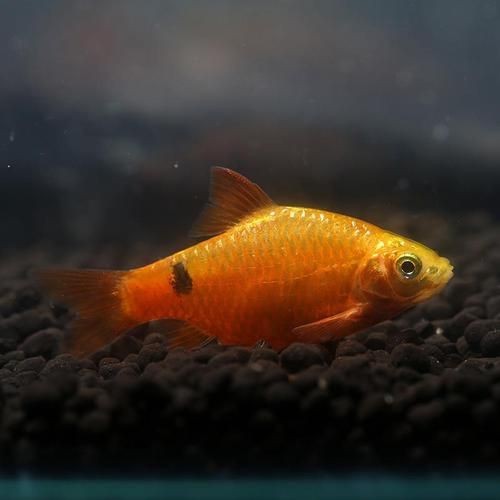 觀賞元寶魚圖片價格大全【《觀賞元寶魚圖片價格大全》】 觀賞元寶魚圖片價格大全【《觀賞元寶魚圖片價格大全》】 龍魚論壇 第26張