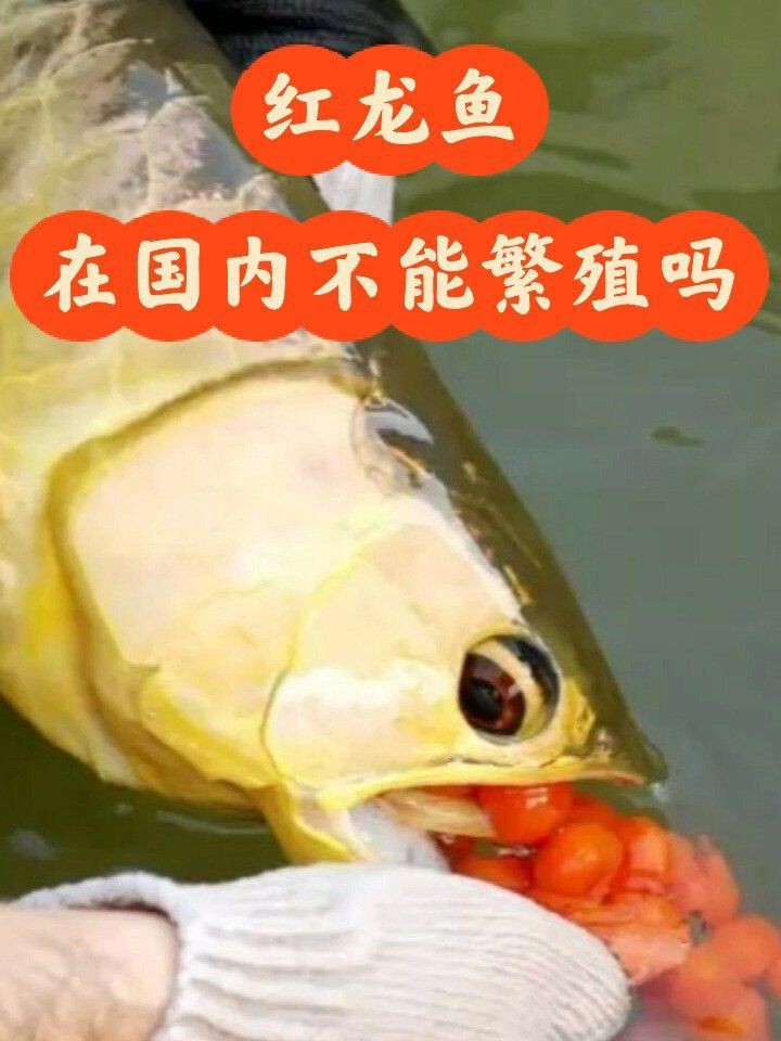 紅龍魚國內可以繁殖嗎【新加坡紅龍魚繁殖技術】