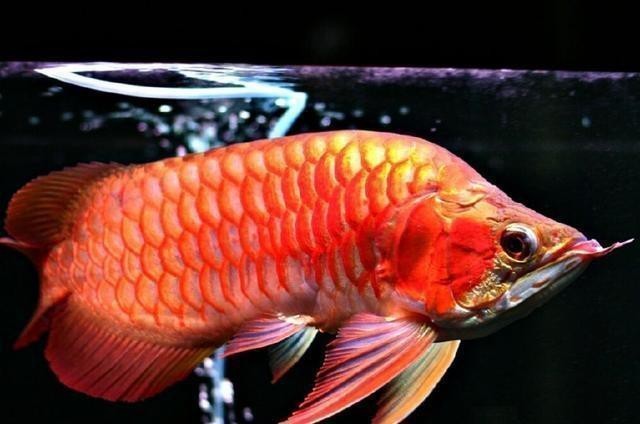 20公分的紅龍多少錢【20公分的紅龍魚一般多少錢一條】