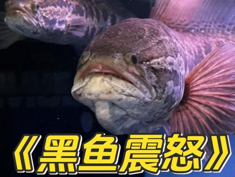雷龍魚和黑魚可以混養嗎？【雷龍魚和黑魚不建議混養】