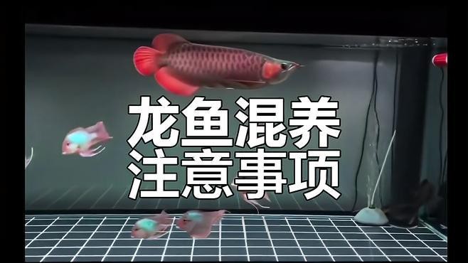 紅龍魚混養最佳幾條魚【紅龍魚混養的最佳數量及搭配方案】