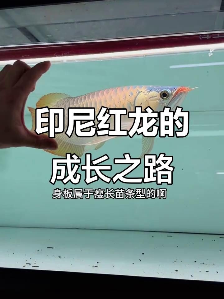 紅龍魚什么體型好看【如何挑選優質紅龍魚】
