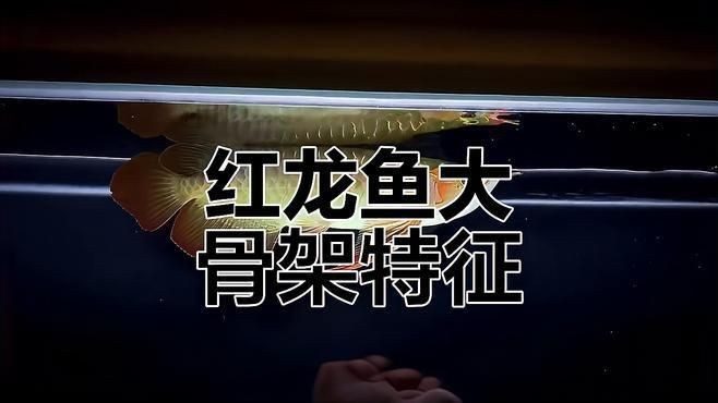 紅龍魚什么體型好看【如何挑選優質紅龍魚】
