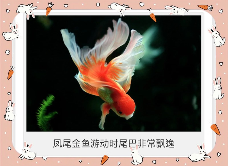 龍頭魚尾圖片高清版【龍頭魚尾吊墜的吉祥寓意世界不能沒有橘子小狗】 龍頭魚尾圖片高清版【龍頭魚尾吊墜的吉祥寓意世界不能沒有橘子小狗】 龍魚論壇 第25張