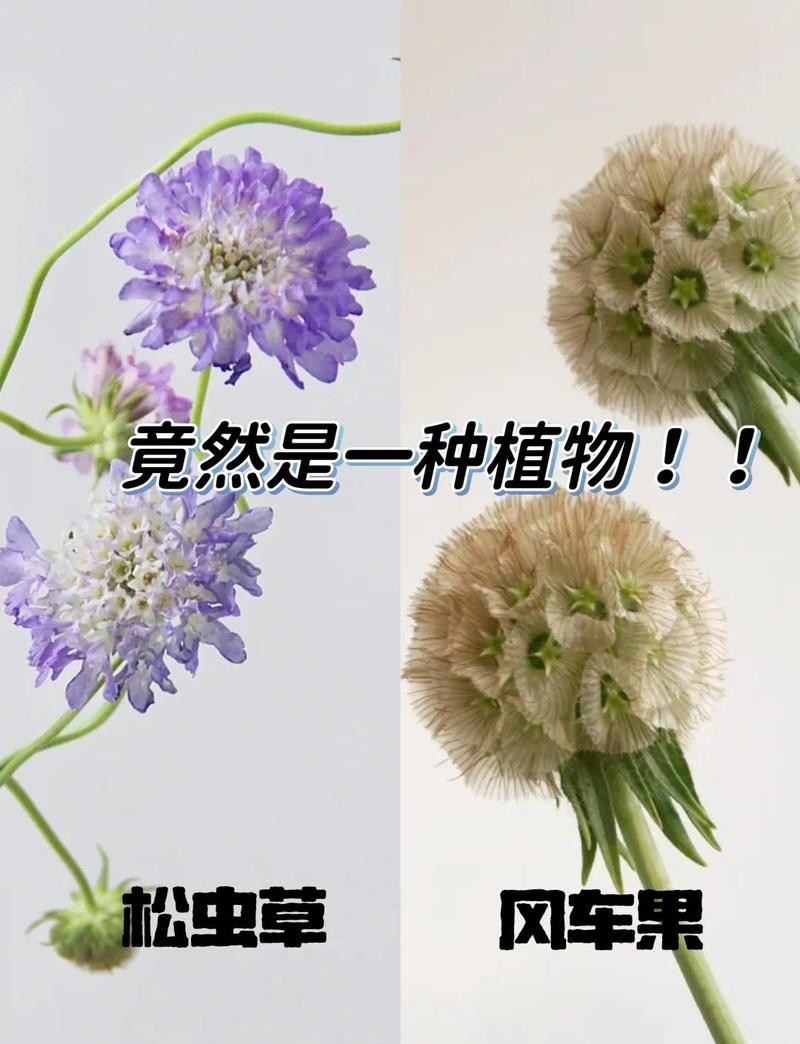 風車果放在家里吉利嗎？【家居風水秘籍：風車果的寓意與風水擺放之道】