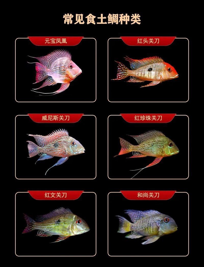 紅珍珠關刀魚朱巴力魚【紅珍珠關刀與朱巴力魚】