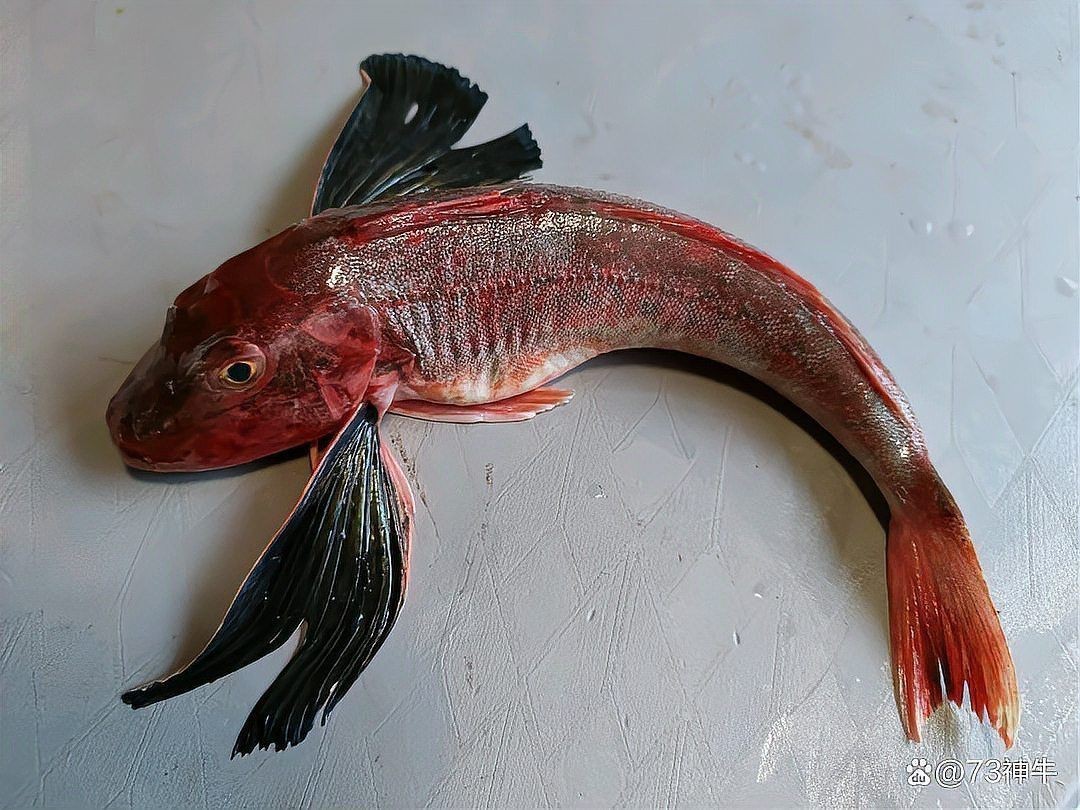 紅頭魚叫什么魚【紅頭魚有哪些烹飪方法】