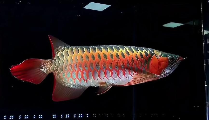 給我一張綠皮紅龍魚的圖片【如何鑒別真假綠皮紅龍魚】