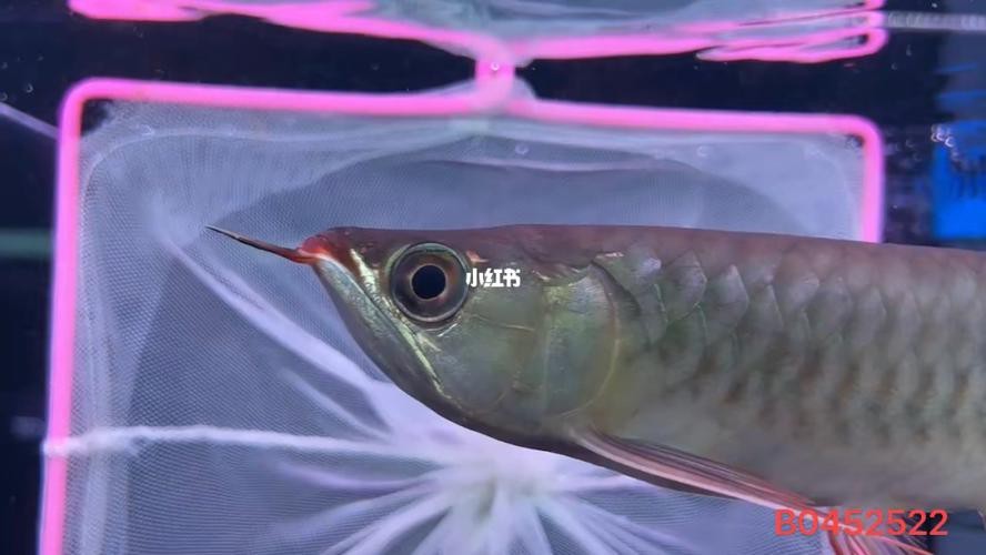 給我一張綠皮紅龍魚的圖片【如何鑒別真假綠皮紅龍魚】
