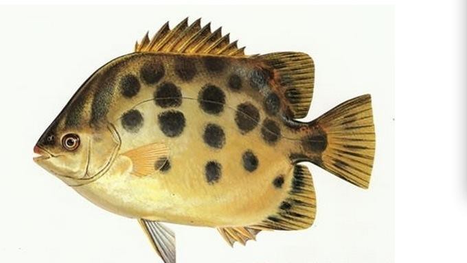非洲金鼓魚有毒嗎【哪些魚不能吃排榜首的魚】