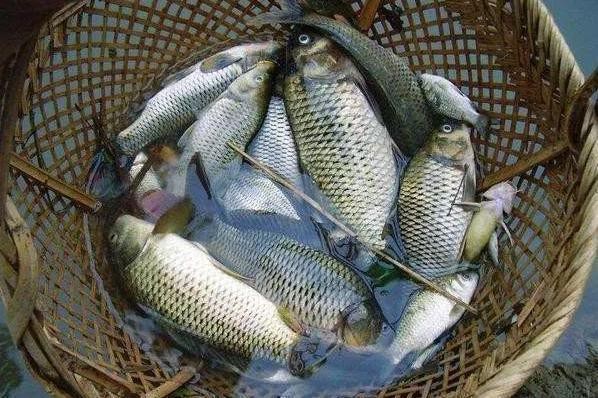 非洲金鼓魚有毒嗎【哪些魚不能吃排榜首的魚】