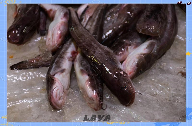 非洲金鼓魚有毒嗎【哪些魚不能吃排榜首的魚】