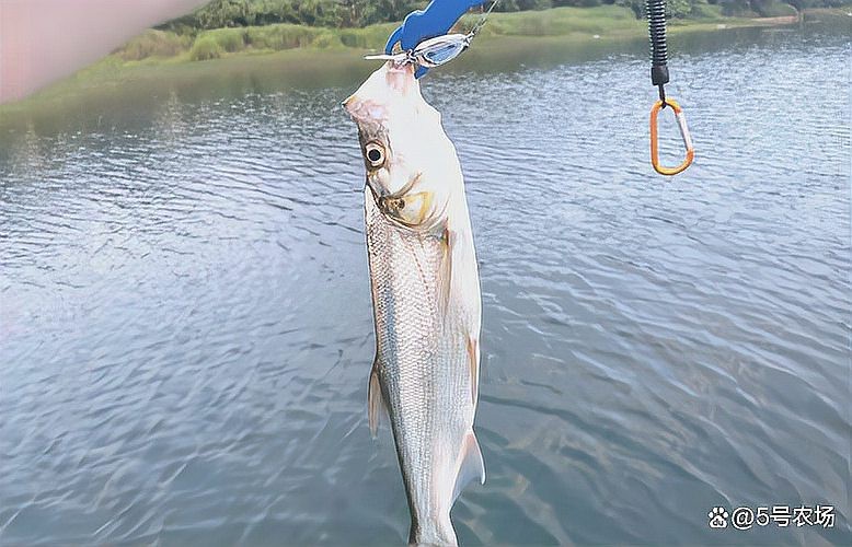 翹嘴最忌三種天氣【釣翹嘴三大天氣禁忌全解析】