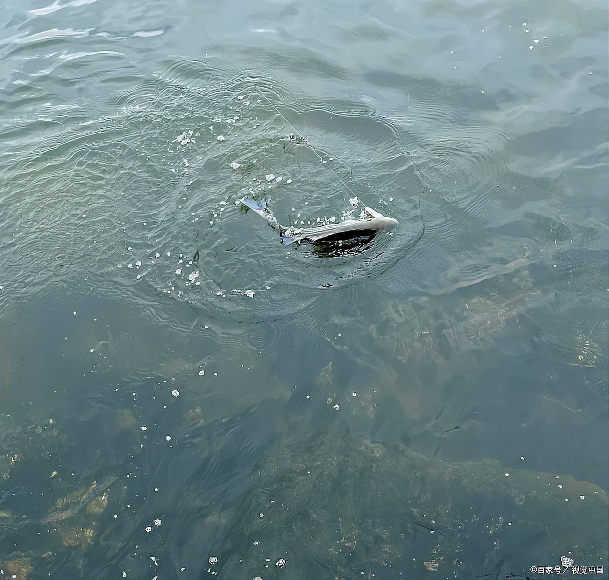 翹嘴最忌三種天氣【釣翹嘴三大天氣禁忌全解析】