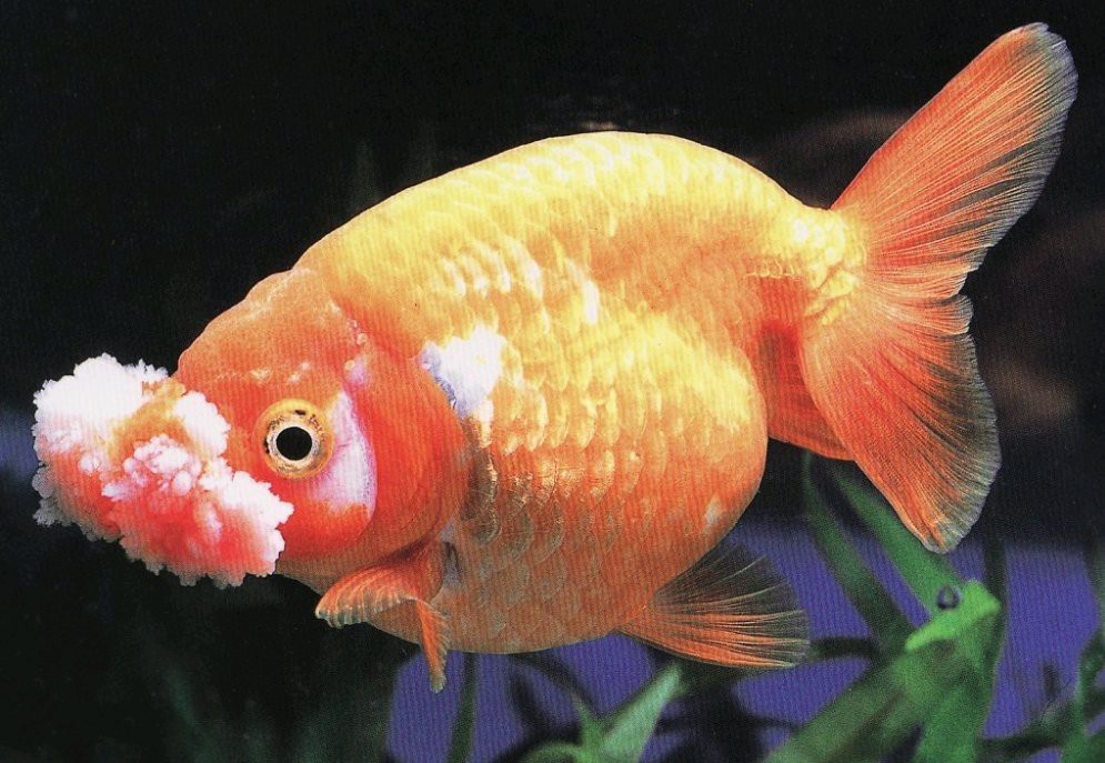 魚的壽命一覽表【魚的壽命有多長】