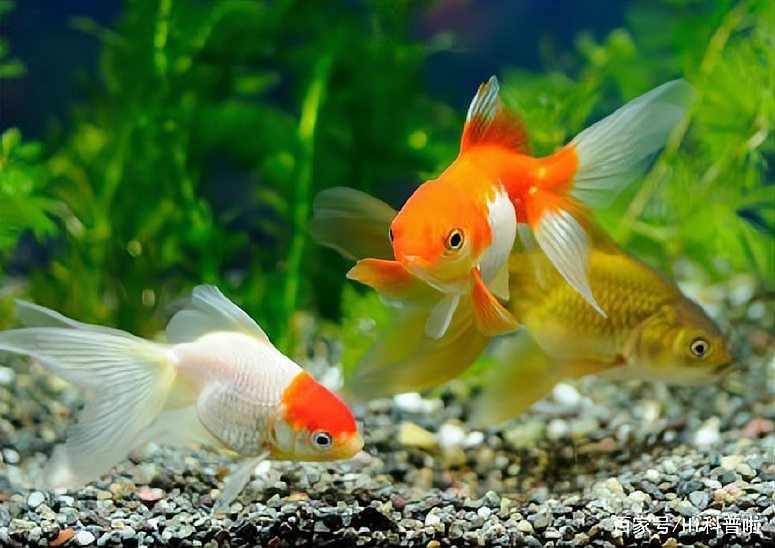 魚的壽命一覽表【魚的壽命有多長】