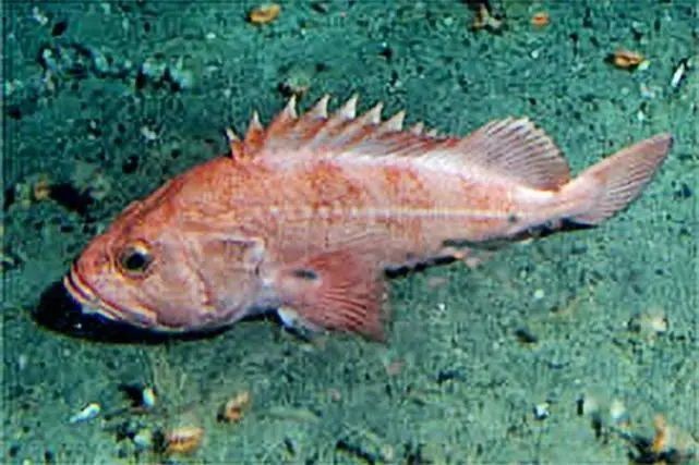 魚的壽命一覽表【魚的壽命有多長】