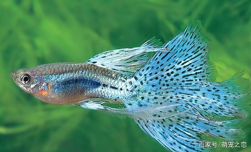 鳳尾魚最怕三個(gè)東西【鳳尾魚飼養(yǎng)三忌：水質(zhì)、溫度與密度的致命威脅】