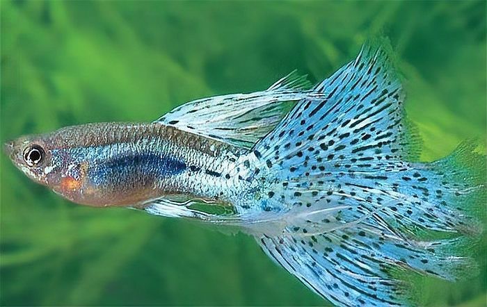 鳳尾魚最怕三個(gè)東西【鳳尾魚飼養(yǎng)三忌：水質(zhì)、溫度與密度的致命威脅】