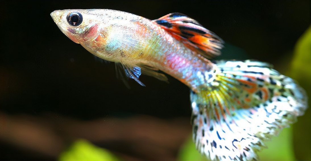 鳳尾魚最怕三個(gè)東西【鳳尾魚飼養(yǎng)三忌：水質(zhì)、溫度與密度的致命威脅】