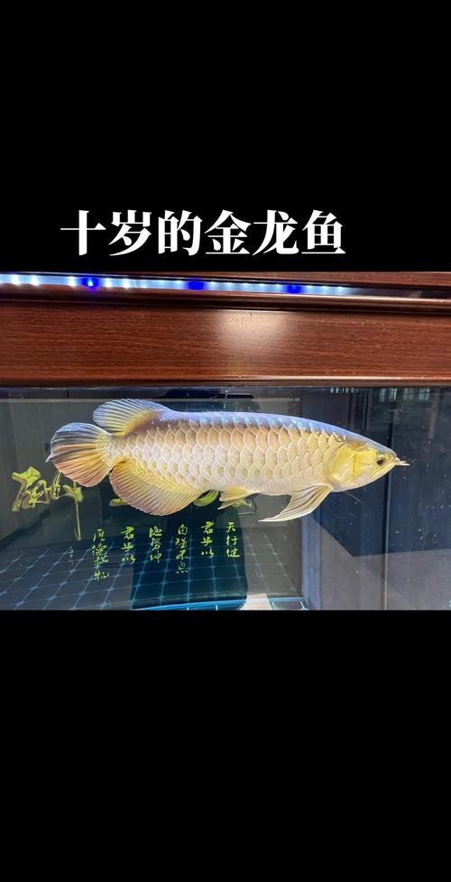 金龍魚變化過程10個圖片【金龍魚從幼體到成魚的形態變化過程充滿生物學趣味與觀賞價值】 金龍魚變化過程10個圖片【金龍魚從幼體到成魚的形態變化過程充滿生物學趣味與觀賞價值】 龍魚論壇 第24張