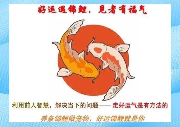 紅白錦鯉和三色錦鯉哪個好【紅白錦鯉與三色錦鯉的區別】