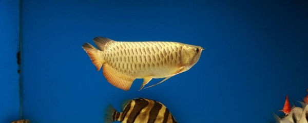 信都區(qū)趙姐水族店【邢臺信都區(qū)趙姐水族店】