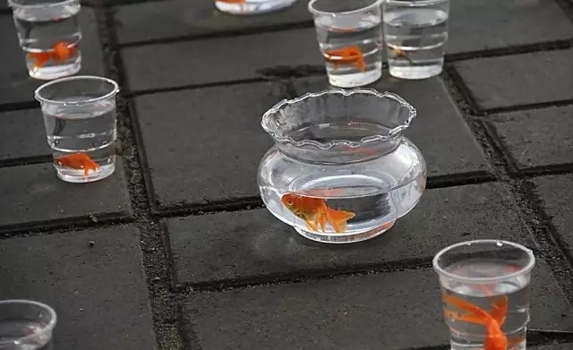 紅龍魚分幾種體形（紅龍魚分幾種體形圖片）【紅龍魚在水族箱中具有特殊體形的紅龍魚在水族箱中的亮點】