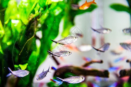 衡陽(yáng)市城北振陽(yáng)水族館（衡陽(yáng)市城北振陽(yáng)水族館電話）【海洋生物的意識(shí)，不要錯(cuò)過(guò)這個(gè)絕佳的去處，衡陽(yáng)市城北振陽(yáng)水族館】