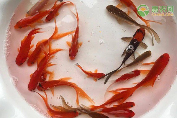 深澤縣澤成水族館（深澤玩水的地方）【深澤縣澤成水族館】