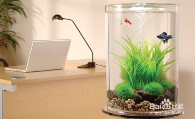 晉城市城區(qū)建平水族店（晉城市城區(qū)建平水族店電話）【晉城市城區(qū)建平水族寵物和專業(yè)養(yǎng)殖服務(wù)，晉城城區(qū)建平水族店】 晉城市城區(qū)建平水族店（晉城市城區(qū)建平水族店電話）【晉城市城區(qū)建平水族寵物和專業(yè)養(yǎng)殖服務(wù)，晉城城區(qū)建平水族店】 全國(guó)水族館企業(yè)名錄