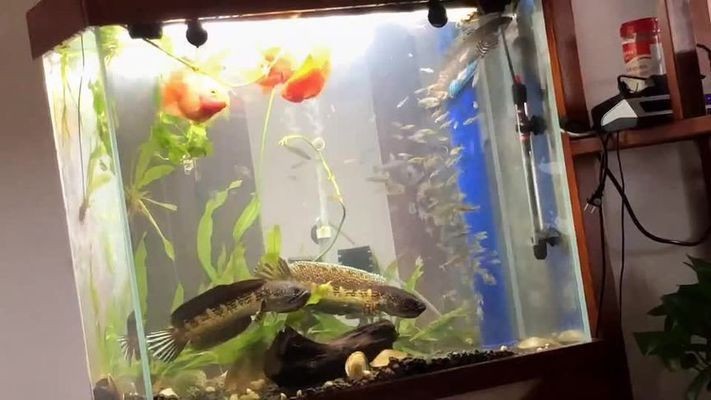 威海火炬高技術產業開發區清潤水族館（威海國際海水浴場火炬8街）【威海國際海水浴場火炬高技術產業開發區位于威海火炬8街】