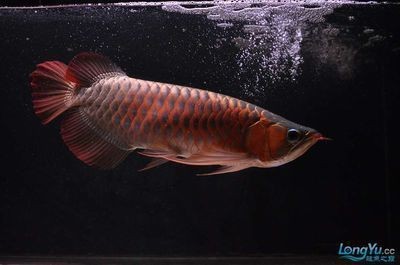 鹿泉區龍華水族店（鹿泉區龍華水族店電話）【河北石家莊鹿泉區龍華水族店龍華水族店】