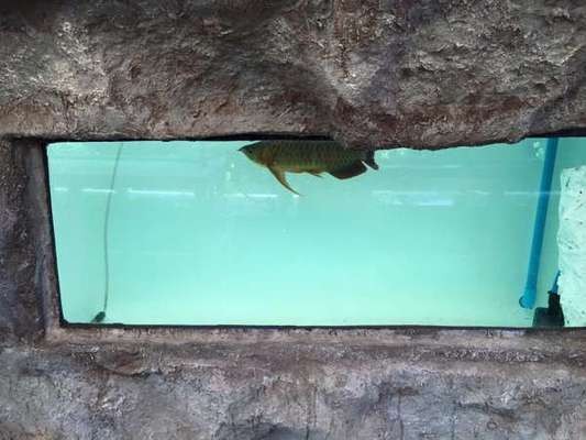 潞西市芒市宏安水族館【水族館，海洋生物，旅游景點】