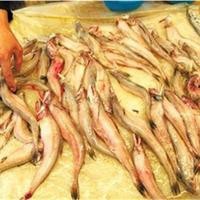 龍魚適合哪些人群食用？【龍頭魚有哪些營養價值？】