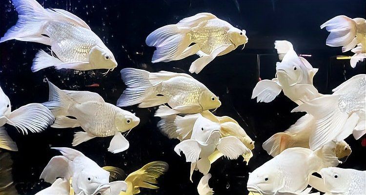 蝴蝶魚是冷水魚還是熱水魚【養蝴蝶鯉需要放多少鹽蝴蝶鯉養出高顏值多梨好物暢想】