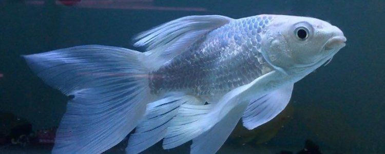 蝴蝶魚是冷水魚還是熱水魚【養蝴蝶鯉需要放多少鹽蝴蝶鯉養出高顏值多梨好物暢想】