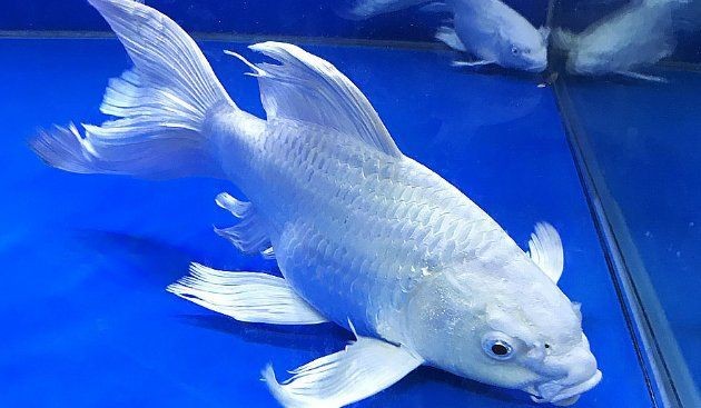 蝴蝶魚是冷水魚還是熱水魚【養蝴蝶鯉需要放多少鹽蝴蝶鯉養出高顏值多梨好物暢想】