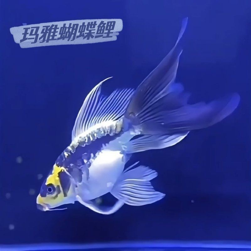蝴蝶魚是冷水魚還是熱水魚【養蝴蝶鯉需要放多少鹽蝴蝶鯉養出高顏值多梨好物暢想】