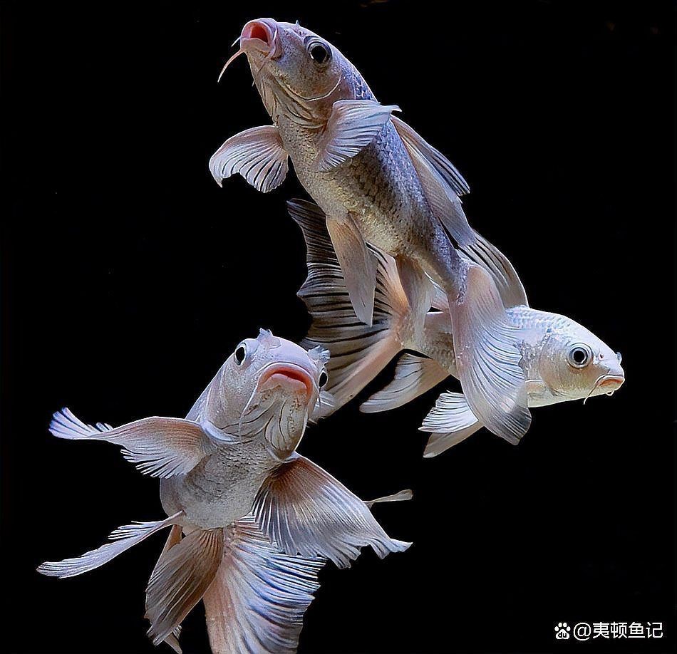 蝴蝶魚是冷水魚還是熱水魚【養蝴蝶鯉需要放多少鹽蝴蝶鯉養出高顏值多梨好物暢想】