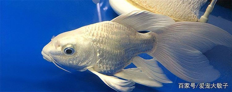 蝴蝶魚是冷水魚還是熱水魚【養蝴蝶鯉需要放多少鹽蝴蝶鯉養出高顏值多梨好物暢想】