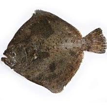 蝴蝶魚是冷水魚還是熱水魚【養蝴蝶鯉需要放多少鹽蝴蝶鯉養出高顏值多梨好物暢想】